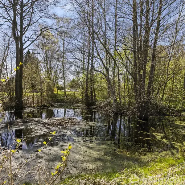 En lille skovsø med træer omkring reflekterer sollyset. Grønt algevækst flyder på vandets overflade og omgives af tætte buske og græs i en frodig naturindstilling.