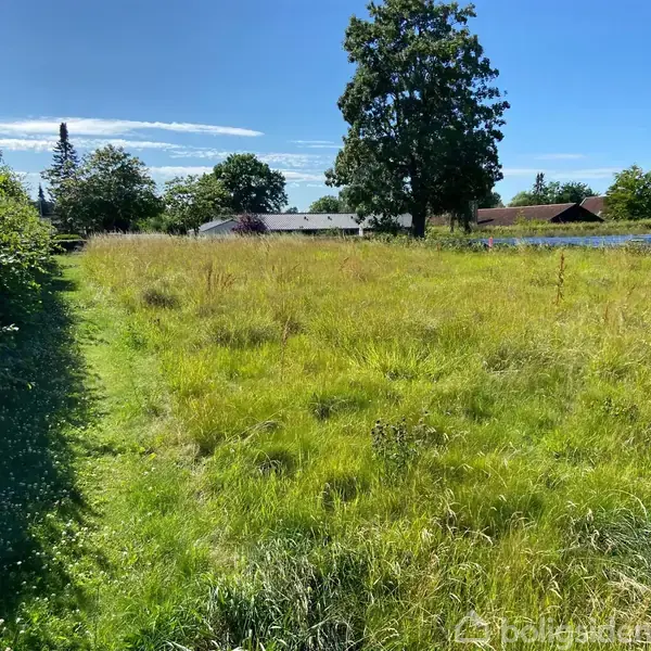 Græsmark med højt græs strækker sig gennem en solbelyst have. Omkring står høje buske og træer, mens huse kan ses i baggrunden under en blå himmel.
