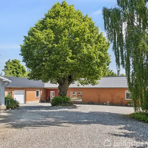 En stor, grøn træ står i en grusbelagt gårdsplads mellem flere bygninger. Omkring træet ses forskellige grønne planter og buske i et solrigt, åbent miljø.
