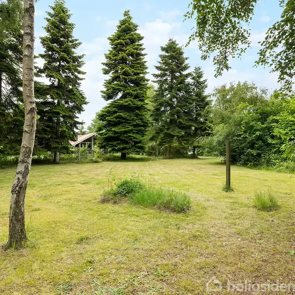 En åben græsplæne omgivet af høje grantræer og andre træer. I baggrunden ses et lille hus, delvist skjult af vegetation. Solrig og rolig have med blandet beplantning.