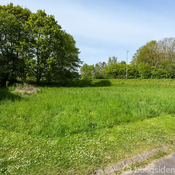 Grønt græsareal strækker sig under blå himmel, omgivet af tætte træer til venstre. En vejkant ses i forgrunden, hvilket indikerer en rolig naturområde.