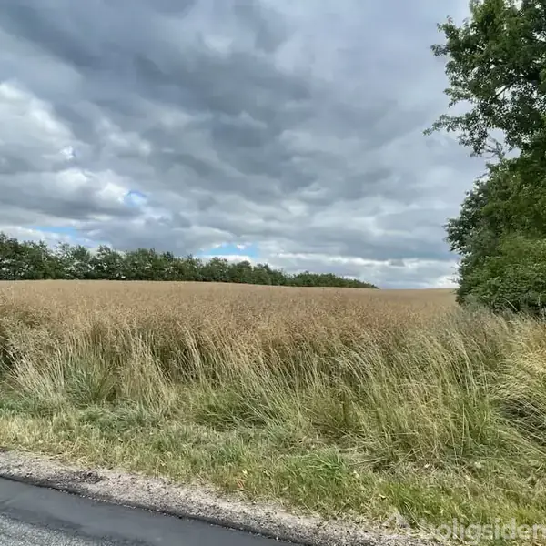 En mark med højt græs strækker sig ud mod en horisont med træer og en overskyet himmel. En vej løber i forgrunden, mens træer står til højre.