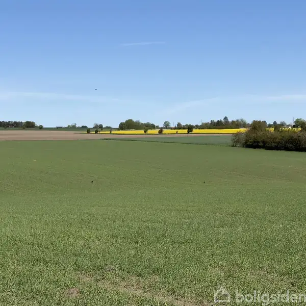 Grøn mark strækker sig ud under en blå himmel, mens gule rapsmarker ses i baggrunden, omgivet af træer og buske i et åbent landligt landskab.