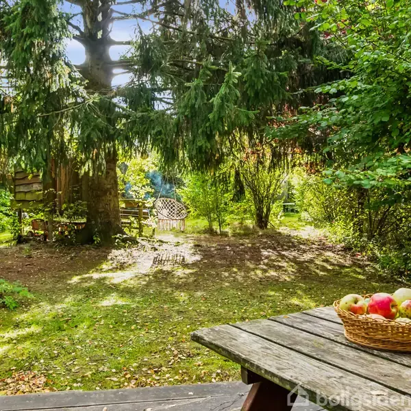 Kurv med æbler hviler på et picnicbord. Sollys strømmer gennem grantræer i en frodig have. I baggrunden står en hvid havelænestol blandt skyggefulde buske og træer.