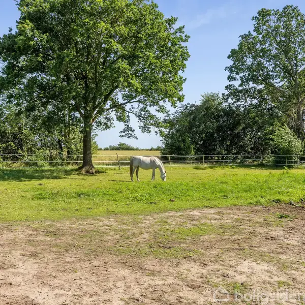 En hvid hest græsser i en indhegnet græsmark omgivet af frodige træer og buske under en klar blå himmel.