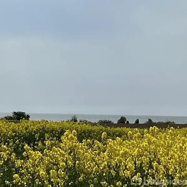 En mark med gule blomster står stille under en overskyet himmel, med træer i baggrunden og havet i horisonten.