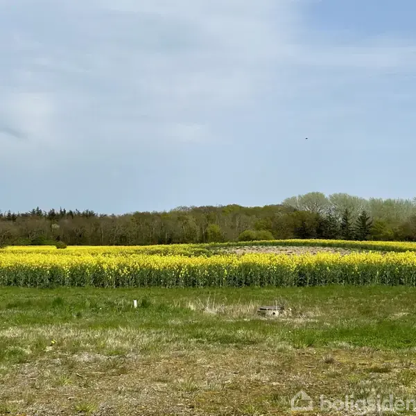 En mark med gule blomster står stille under en overskyet himmel. I baggrunden ses en række træer, der grænser op til marken.