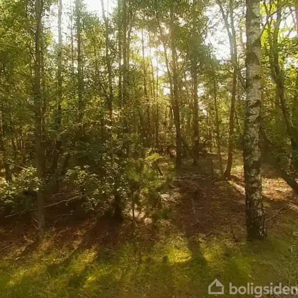 Skoven står stille, med solstråler der filtrerer gennem tætte grønne trækroner, mens bløde skygger danser på skovbunden. Vegetationen skaber en rolig og naturlig atmosfære.