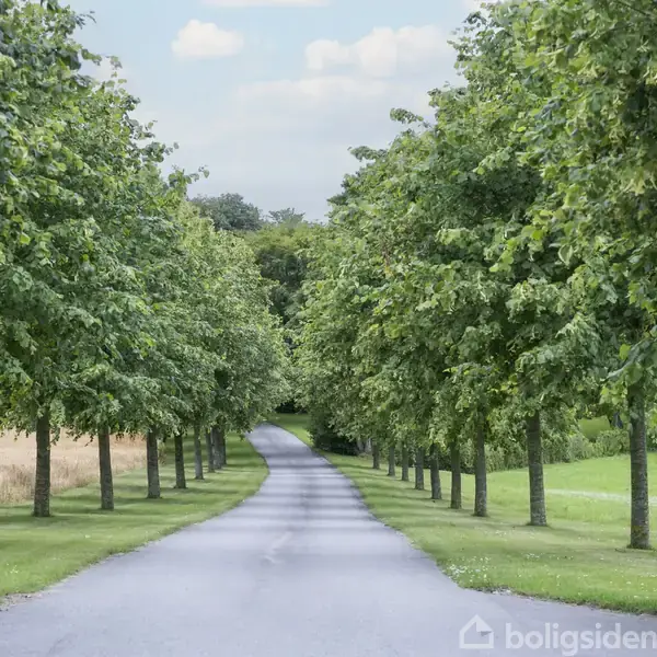 En allé med træer danner en bue over en asfaltvej, der strækker sig væk fra kameraet. Omkringliggende græsplæner og marker skaber en landlig atmosfære under en himmel med få skyer.