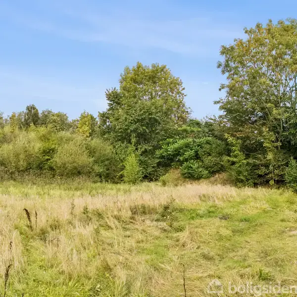 Grønt område med højt græs og buske, omgivet af frodige træer under en klar blå himmel. Ingen tekst er synlig.