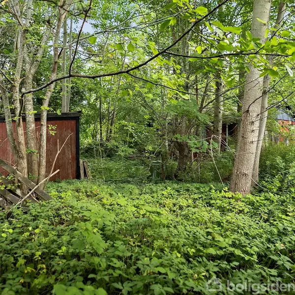 To små, røde træskure står stille i en tæt, vildtvoksende have omringet af høje træer og grønne buske, hvilket skaber en idyllisk, naturpræget atmosfære.