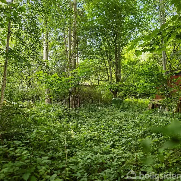 Tæt vegetation vokser vildt i en skovklædt have med to røde træskure på hver side, omgivet af høje træer og buske.