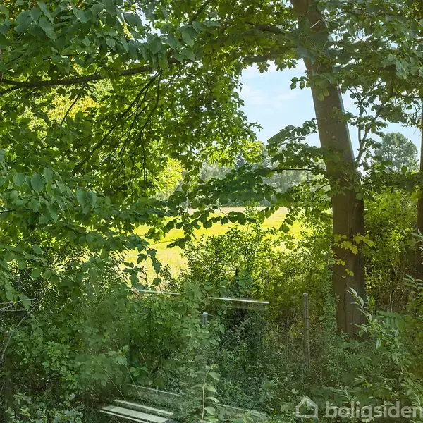 Træer står stille i en frodig have, hvor sollys filtreres gennem løvet. I baggrunden anes et åbent, grønt område.