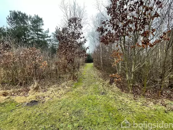 En græsbelagt sti fører gennem en skovklædt område med træer og buske på begge sider under en overskyet himmel. Baggrunden er domineret af tæt bevoksning.