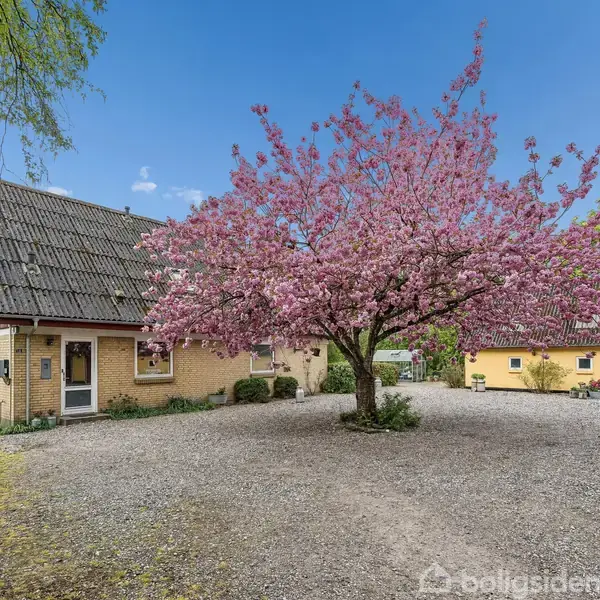 Et træ med lyserøde blomster står i centrum af en gårdsplads med grus. To gule bygninger omringer træet, og himlen er blå med få skyer.