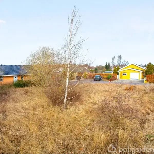 Et fritstående, nøgent træ står i en tør eng. I baggrunden ses et gult hus med sorttag, omgivet af hække og en parkeret bil på indkørslen.