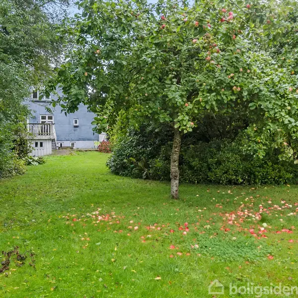 Et æbletræ med nedfaldne æbler ligger midt på en grøn plæne. En blå bygning ses i baggrunden omkranset af tæt vegetation.