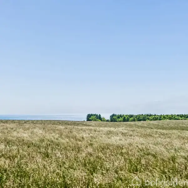 En mark med højt græs strækker sig mod horisonten under en klar blå himmel, omgivet af en skovlinje i baggrunden.