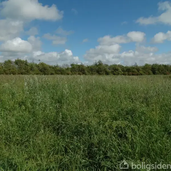 En frodig eng strækker sig ud i det fjerne, dækket af grønt græs; omkranset af en trærække under en klar blå himmel med hvide skyer.