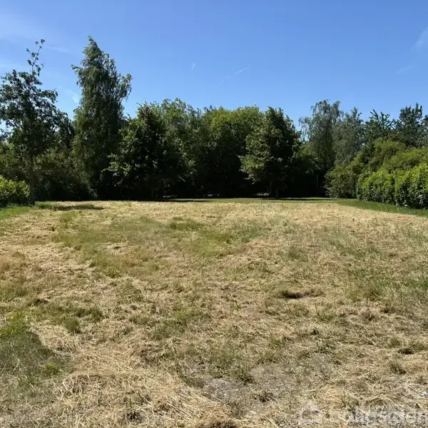 Græsmark ligger stille omkranset af tætte grønne træer, der danner en frodig skovkant under en klar blå himmel.