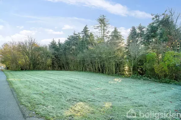 En frostbelagt græsplæne strækker sig langs en asfalteret vej, med en tæt skov af høje træer i baggrunden under en lyseblå himmel.