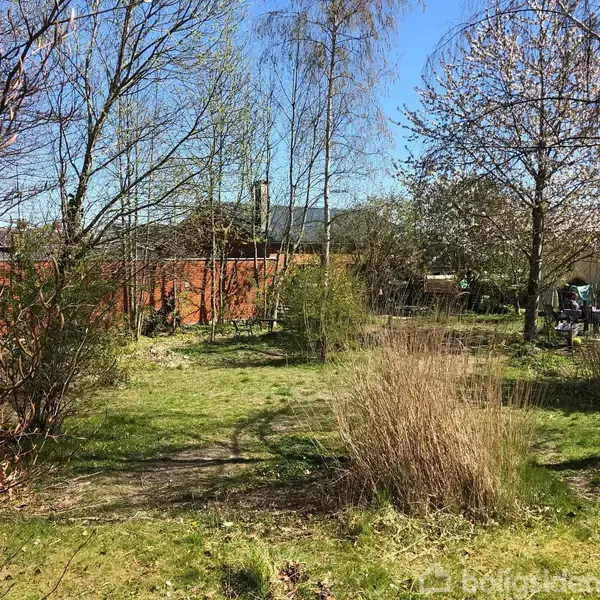 Græsplæne omgivet af træer, herunder birketræer, i en have med en rød murstensvæg i baggrunden. Sollyset oplyser området, og der er ingen tekst i billedet.