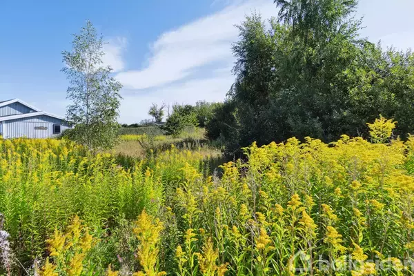 Gule blomster vokser frodigt i en solrig eng med træer og buske i baggrunden. En bygning med blå tage ses til venstre under en klar, blå himmel.