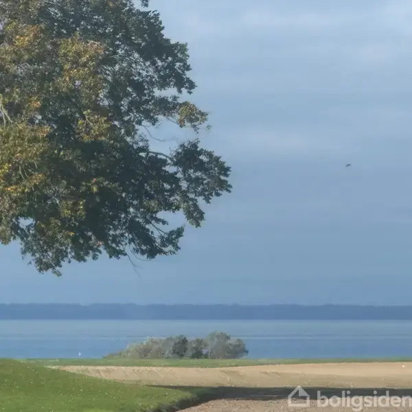 Et træ står på en græsplæne og strækker sine grene mod en blå horisont, der viser vand og en sløret landstribe under en overskyet himmel.
