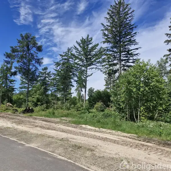 Træer står langs en jordvej med spor i en skovfyldt landskab under en blå himmel med skyer. En lygtepæl er placeret nær vejen.