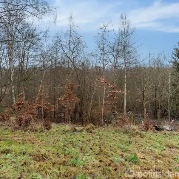 En grøn eng strækker sig foran en skovfuld af nøgne, vinterlige træer i en stille landskabsscene under en blå himmel med spredte skyer.