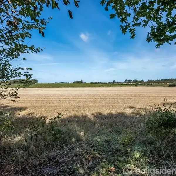 En høstet mark strækker sig ud i det fjerne under en klar blå himmel, omkranset af træer og buske i forgrunden. Ingen tekst er til stede.