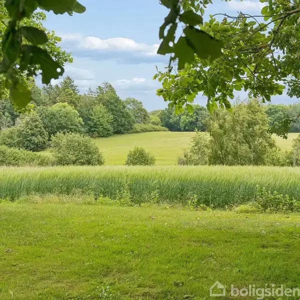 En frodig grøn mark strækker sig ud i det fjerne, omgivet af tætbevoksede træer. Hjulkronede trægrene danner en naturlig ramme i forgrunden.