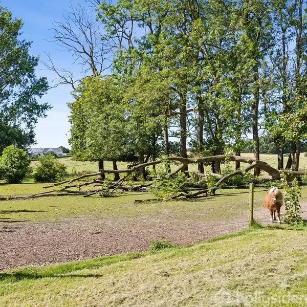 To heste græsser på en indhegnet mark med grønne træer i baggrunden på en solskinsdag.