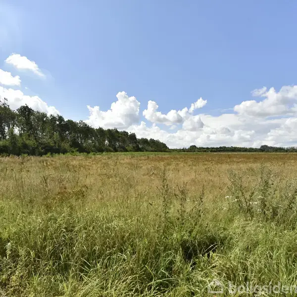 En grøn mark strækker sig ud i horisonten, med en skovbevoksning i baggrunden og en blå himmel med hvide skyer, der skaber en fredfyldt landlig atmosfære.