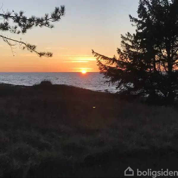 Et træ står bøjet mod en klar blå himmel ved kysten. En grussti snor sig gennem det grønne landskab med havet i baggrunden.