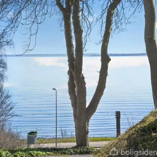 Træer står ved siden af hinanden, uden blade, ved vandkanten med en rolig sø i baggrunden. Landskabet inkluderer en sti, en skraldespand og lamper i forgrunden.