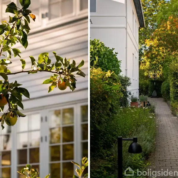 Æbletræ med frugter foran et hvidt hus med store vinduer til venstre. Til højre en brolagt sti omkranset af grøn beplantning, der leder mod huset.