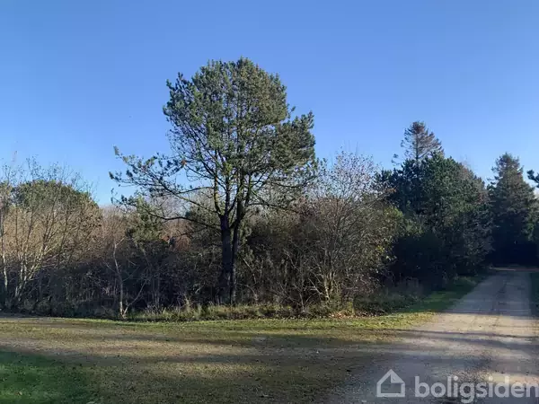 En ensom træ står i midten af en grusvej, omringet af buske og skov under en klar blå himmel.