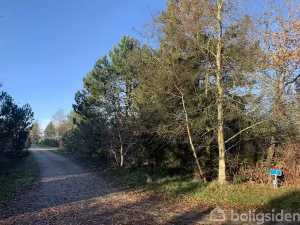 En skovvej snoer sig gennem frodig bevoksning i klart sollys. Træer omringer stien, og et lille blåt skilt er placeret ved siden af vejen, men teksten er ikke synlig.
