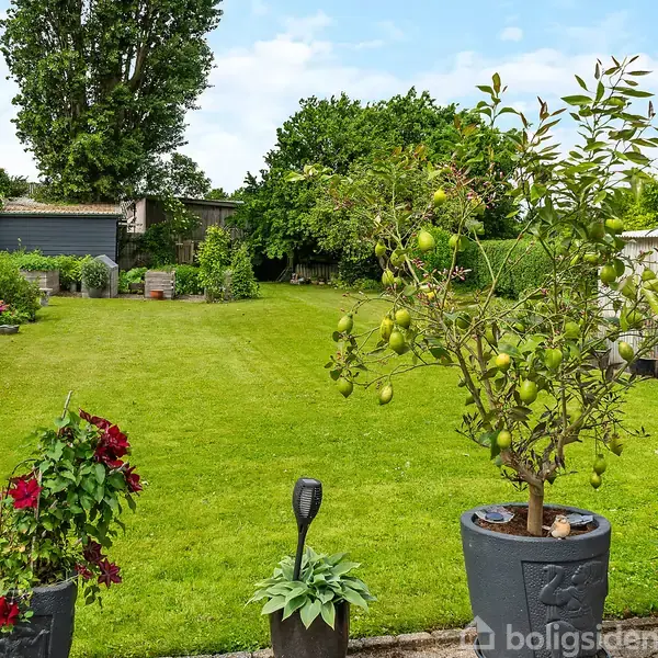 Blomstrende planter står i potter langs kanten af en velplejet græsplæne. En skovl er stukket i jorden. I baggrunden ses en garage omgivet af træer og buske.