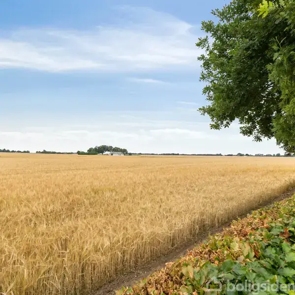 Et gyldent kornfelt strækker sig bredt under en blå himmel, med frodige grønne træer til højre, der danner en naturlig ramme i landskabsbilledet.