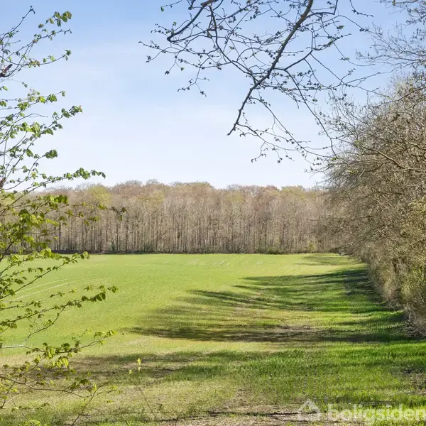 En grøn mark strækker sig mod en skovkant under en klar blå himmel. Træer med spredt løv omkranser marken på begge sider og skaber en fredelig naturstemning.
