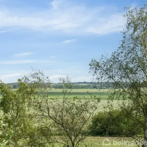 Træer står stille i en grøn mark under en blå himmel med lette skyer, hvilket skaber en fredfyldt, naturlig atmosfære.