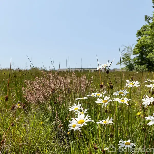Margueritter blomstrer i en frodig eng. De står stille under en klar, blå himmel, omgivet af højt græs og spredte træer i baggrunden.