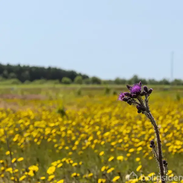 En lilla tidsel står i forgrunden, omgivet af en eng med gule blomster i fuldt flor under en klar blå himmel. Der er en skov i baggrunden.
