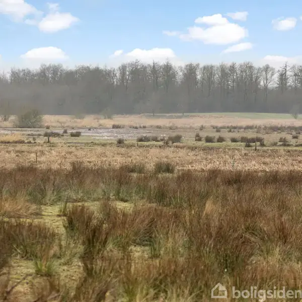 En vidstrakt eng fyldt med højt græs strækker sig mod en horisont af træer. Himlen er klar med enkelte skyer, og landskabet er åbent og fredeligt.