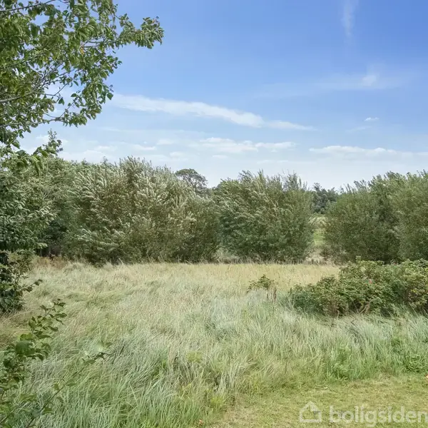 Græs omgiver tætstående buske; sollys oplyser landskabet under blå himmel med skyer. Grønne træer står til venstre. Atmosfæren fremstår fredfyldt og naturlig. Ingen tekst i billedet.