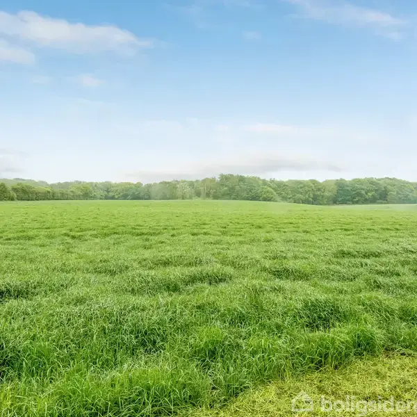 En stor græsmark strækker sig ud i horisonten, omgivet af en skovkant. Himlen er let overskyet med blå nuancer.