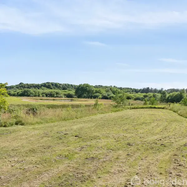 En græsmark strækker sig ud mod en baggrund af træer og buske, under en klar blå himmel. En enkelt busk står til venstre.