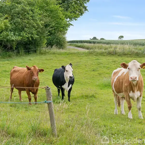 Tre køer står i en græsmark omgivet af et hegn; en grusvej og grønne træer ses i baggrunden under en blå himmel.